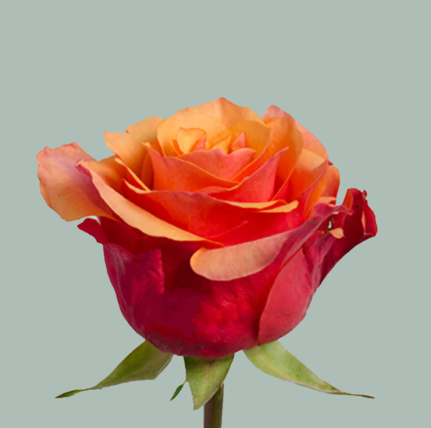 Pink Roses